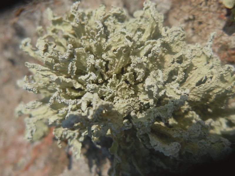 Ramalina 3 dalle falesie di Capo Sandalo